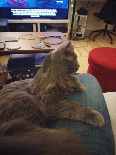 Photo of a silverish grey long haired cat in the lap of a man wearing jeans. The cat is focused on something towards the right. The background is a typical lounge room scene with a coffee table, a TV and a computer.