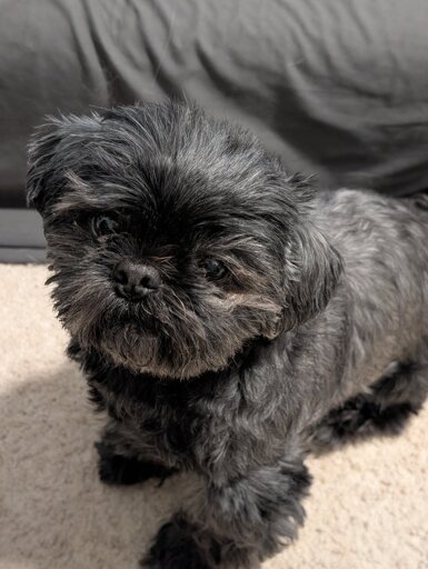 A black shih Tzu sitting on his butt staring at the camera.