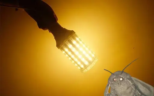 A moth staring at a "corn bulb".