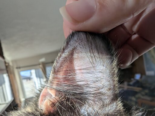 Close up of the inside of a cat's ear, which is being pulled slightly back to show a pattern of small black dots on the skin. The dots are mostly present near the outer edge of the ear, with a few scattered towards the inner ear.