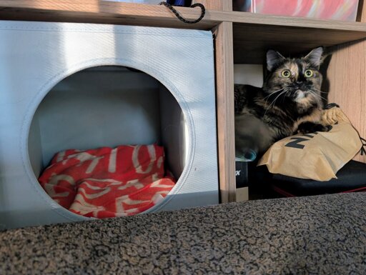 Two storage cubes, one with an insert that's made to be a cat bed with a blanket, the other that's filled with miscellaneous stuff. A tortoiseshell cat is sitting on the stuff in the second cube, looking into the distance.